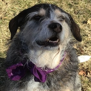 Fundraising Page: Chloe the Best Dog Ever